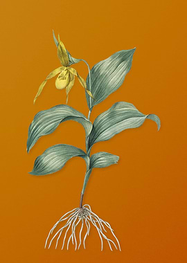 Ladys Slipper Orchid