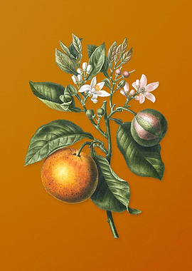 Vintage Bitter Orange