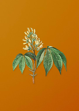 Vintage Yellow Buckeye