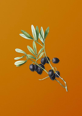 Vintage Olive Tree Branch
