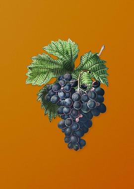 Vintage Grape Vine Fruit