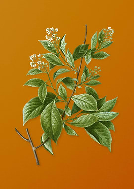 American Bittersweet Plant