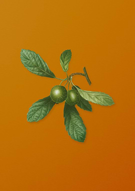 Vintage Crabapple Fruit