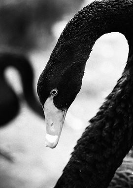Black swan