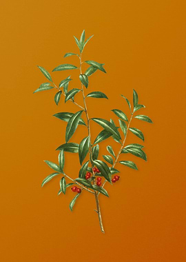 Alabama Dahoon Branch