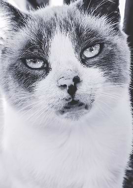 Close up cat portrait