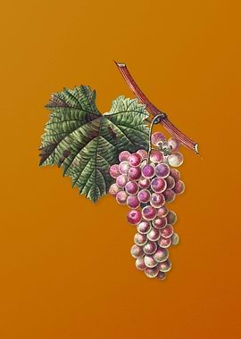 Vintage Grape Vine Fruit