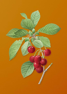 Vintage Cherry Fruit