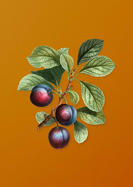 Vintage Cherry Plum Fruit