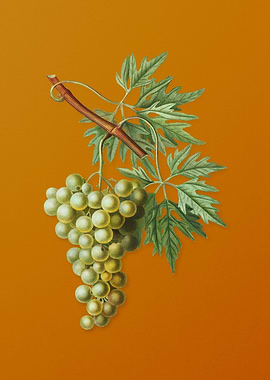 Vintage Grape Vine Fruit