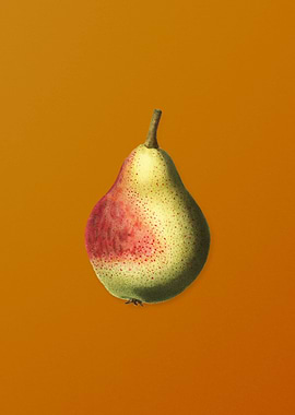 Vintage Pear Fruit
