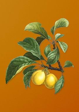 Ripe Plums on a Branch