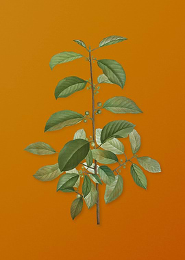 Vintage Alder Buckthorn