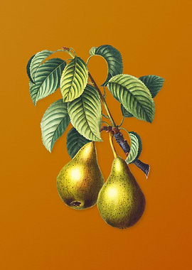 Vintage Pear Fruit