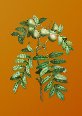 Vintage Service Tree Fruit