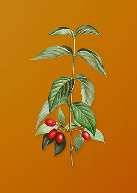 Vintage Cornelian Cherry