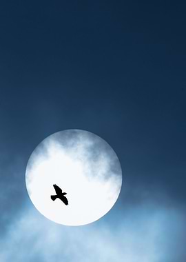 Bird and moon