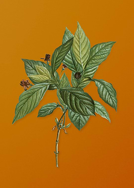 Alpine Honeysuckle Plant