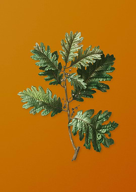 Vintage Hungarian Oak