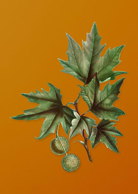 Vintage Old World Sycamore