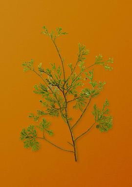 Atlantic White Cypress