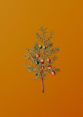 Vintage Common Juniper