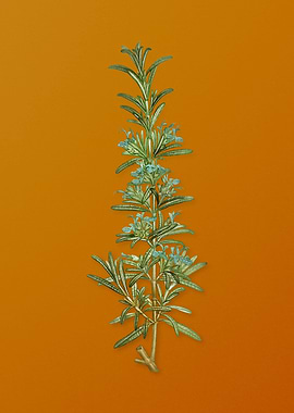 Vintage Rosemary Plant