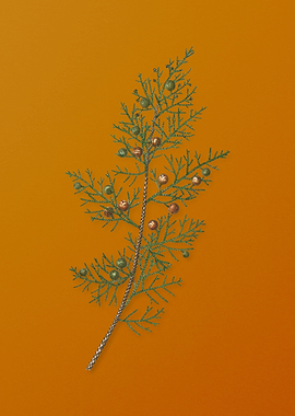 Vintage Phoenicean Juniper