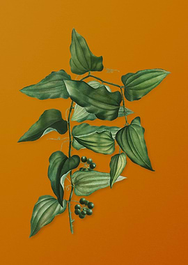 Vintage Common Smilax