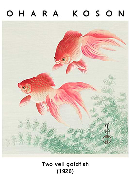 Two veil goldfish