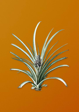 Vintage Pineapple Plant