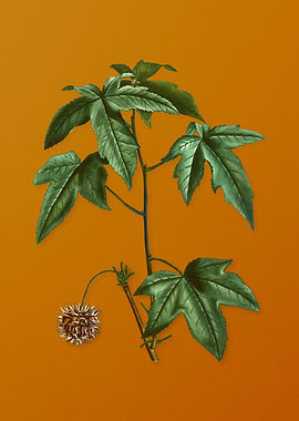 Vintage American Sweetgum