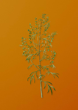 Vintage Madeira Wormwood