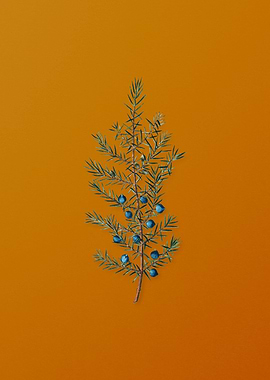 Vintage Common Juniper