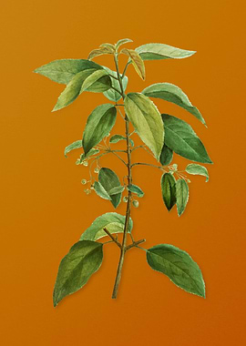 Chilean Wineberry Branch