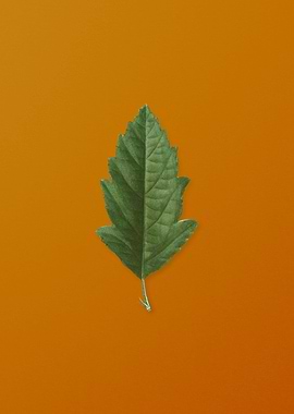 Vintage Crabapple Plant