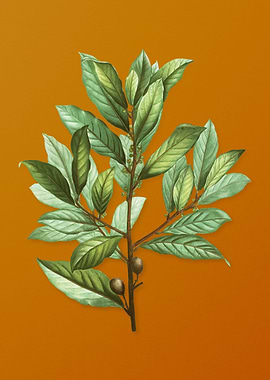 Vintage Bay Laurel Plant