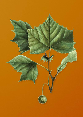 Vintage American Sycamore