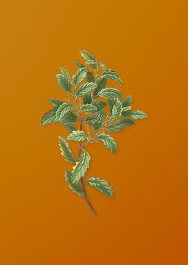 Vintage Evergreen Oak