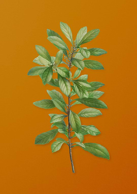 Firetree Branch Plant