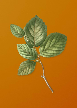 Vintage Witch Hazel Plant