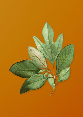 Vintage Bay Laurel Branch