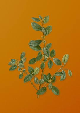 Vintage Italian Buckthorn