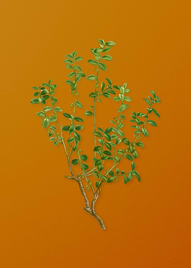 Vintage Cape Myrtle Plant