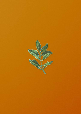 Buxus Colchica Twig Plant