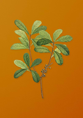 Vintage Northern Bayberry