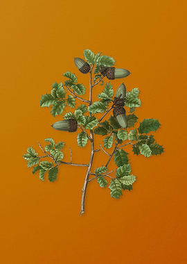 Vintage Kermes Oak Plant