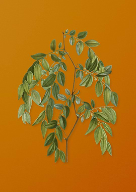 Vintage Jujube Plant