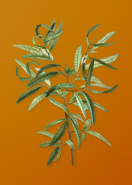 Vintage Sweetfern Plant
