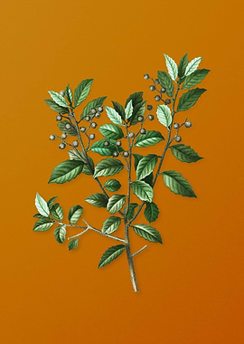 Vintage Evergreen Oak